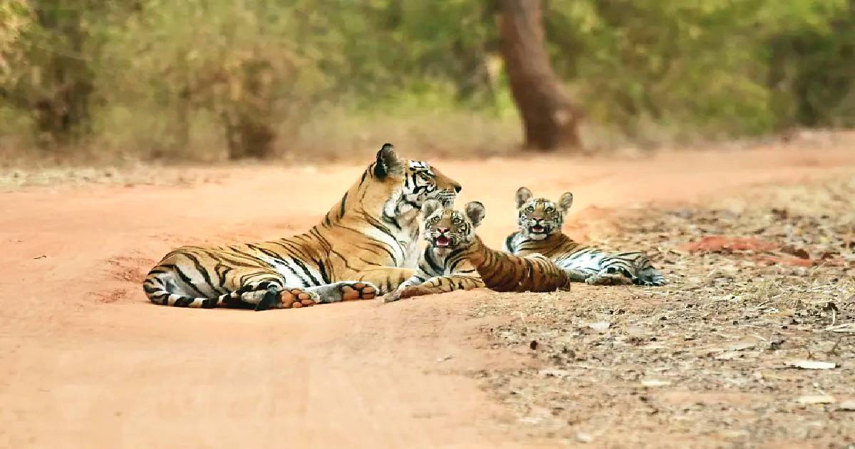 Tigress T-107 spotted with a cub at R’bhore